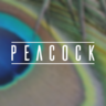 [DohTheme] Peacock